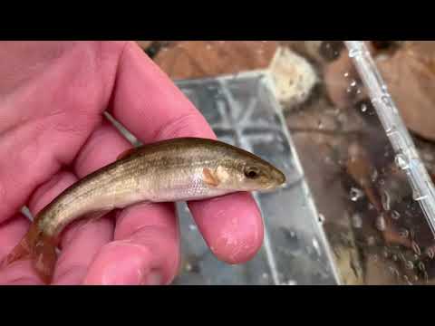 Femboy Fishing Episode 12 - THE MICROFISHING EPISODE