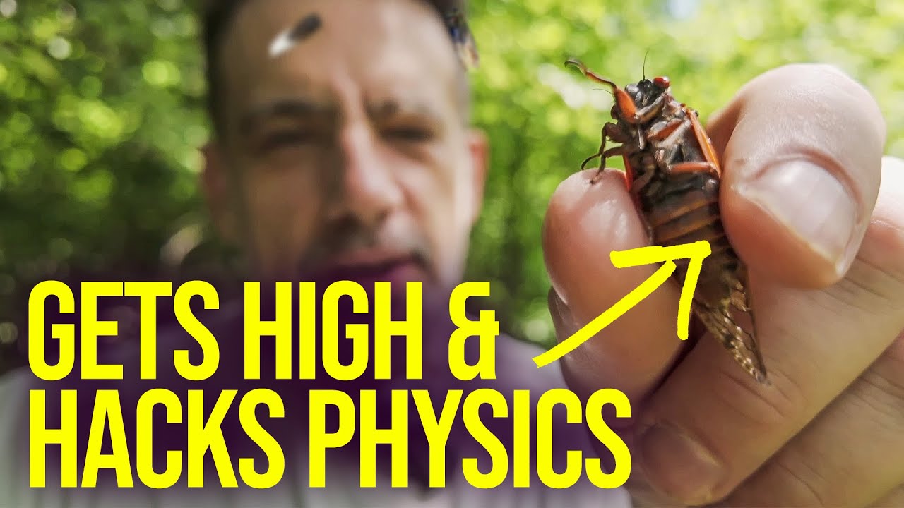 How Cicadas Are Louder Than Helicopters 🤯