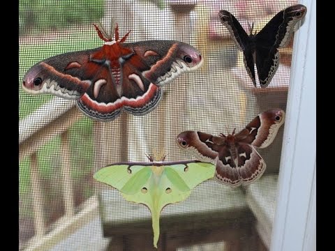 Giant Moths!!!