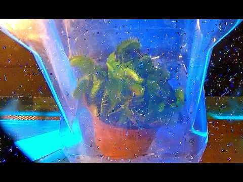 Particle Accelerator VS. Plant
