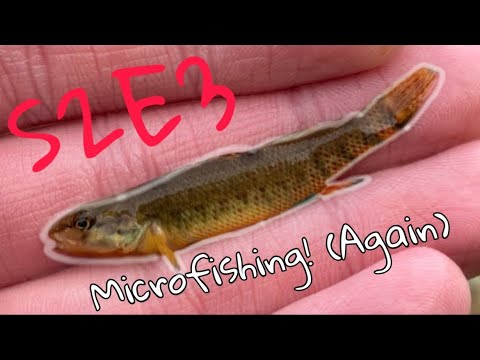 Femboy Fishing S2E3 - MICROFISHING?!! (again)