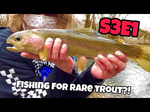 Fishing for the RAREST trout in the Midwest! - Femboy Fishing S3E1