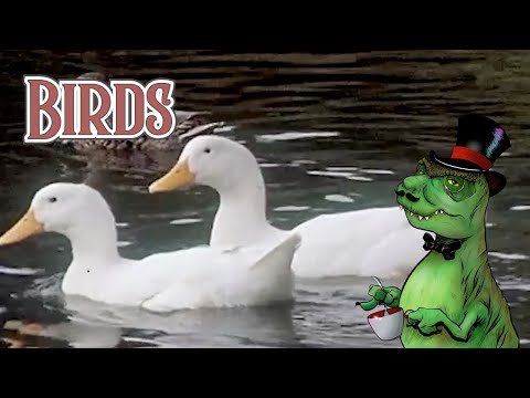 Birds