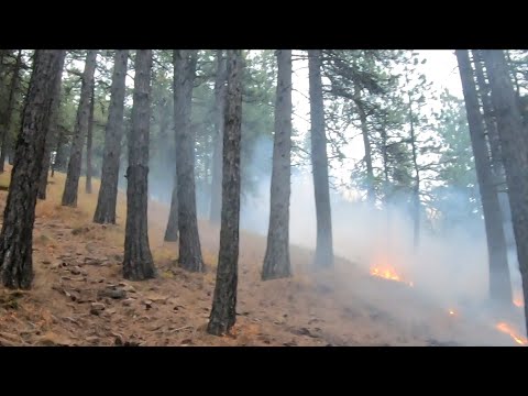 Riding Dirtbikes In Forest Fire
