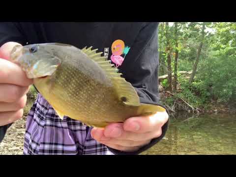 Femboy Fishing Episode 6 - BIG SUNFISH in a TINY PUDDLE