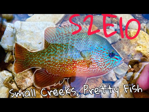 Femboy Fishing S2E10 - Small Creeks, Pretty Fish