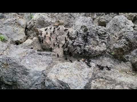 March of the lava crickets