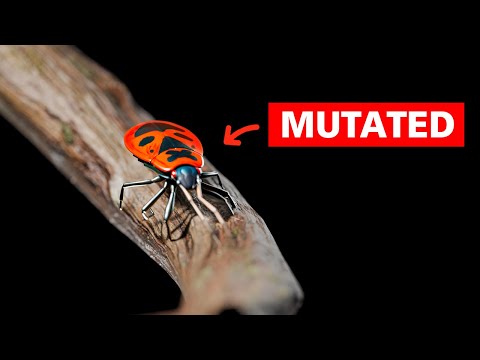 The Mutated Animals of Chernobyl