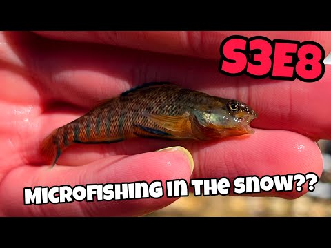 Microfishing in the snow?! - Femboy Fishing S3E8