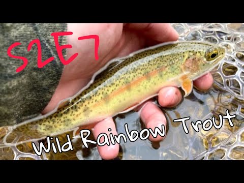 Femboy Fishing S2E7 - Catching WILD and BEAUTIFUL Missouri Rainbow Trout